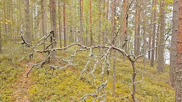 Сухое дизайнерское дерево напути смотреть онлайн