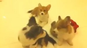 Разговор на собачьем языке