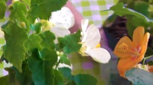 Как просто получить семена Абутилона