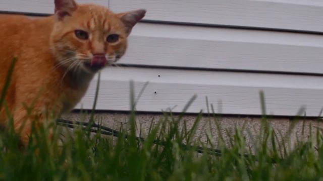 Похождения рыжего кота смотреть онлайн