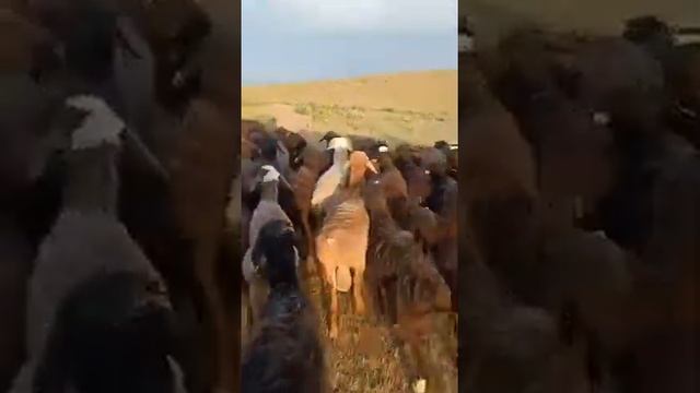 Продаются кочкары 120 голов, Сарыагаш,Акжар. +77029777576 смотреть онлайн