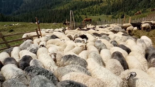 Разведение и содержание баранов в домашних условиях как бизнес идея