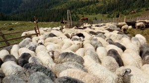 Разведение и содержание баранов в домашних условиях как бизнес идея