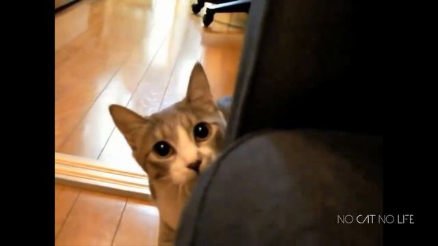 Сборник смешных кошек_часть 1 смотреть онлайн