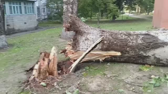 В городе Днепрорудный, на улице Ленина, 16 и 21, из-за сильного ветра упали деревья смотреть онлайн
