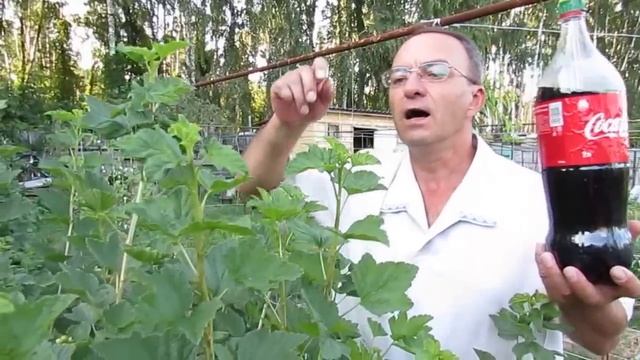 Напиток против галловой тли на красной смородине (часть 2)... смотреть онлайн