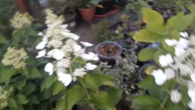 Гортензия метельчатая Уайт Леди. Ирина Гортензии смотреть онлайн