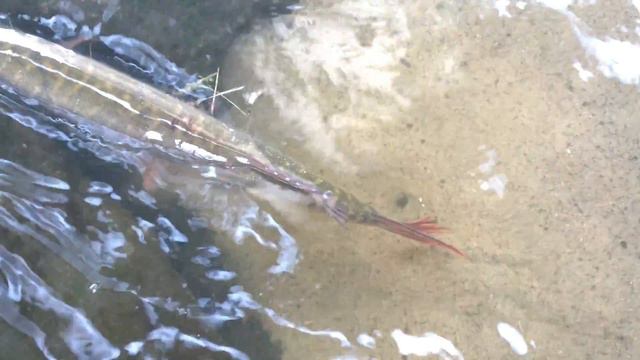 Щука: 2,1 кг. МР - Марьино .WP 20170622 17 45 30. HD 4K. смотреть онлайн