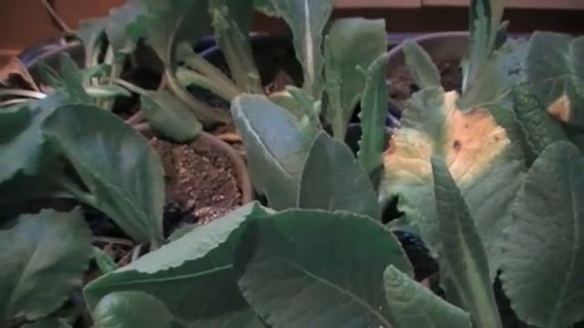 Как заставить примулы цвести зимой . Сад и город выпуск 094 смотреть онлайн