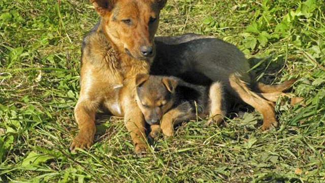 Собака бывает кусачей ... смотреть онлайн