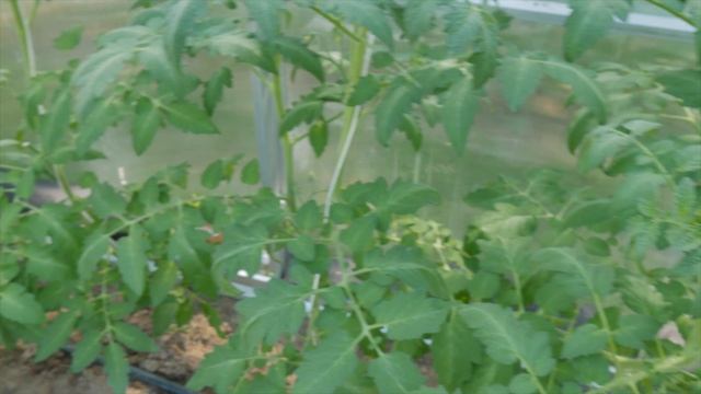 Красный, желтый...зеленый! смотреть онлайн