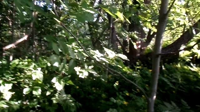 Вещий сон. Обыск на посту гаи Гильзы Ай-яяяяй смотреть онлайн