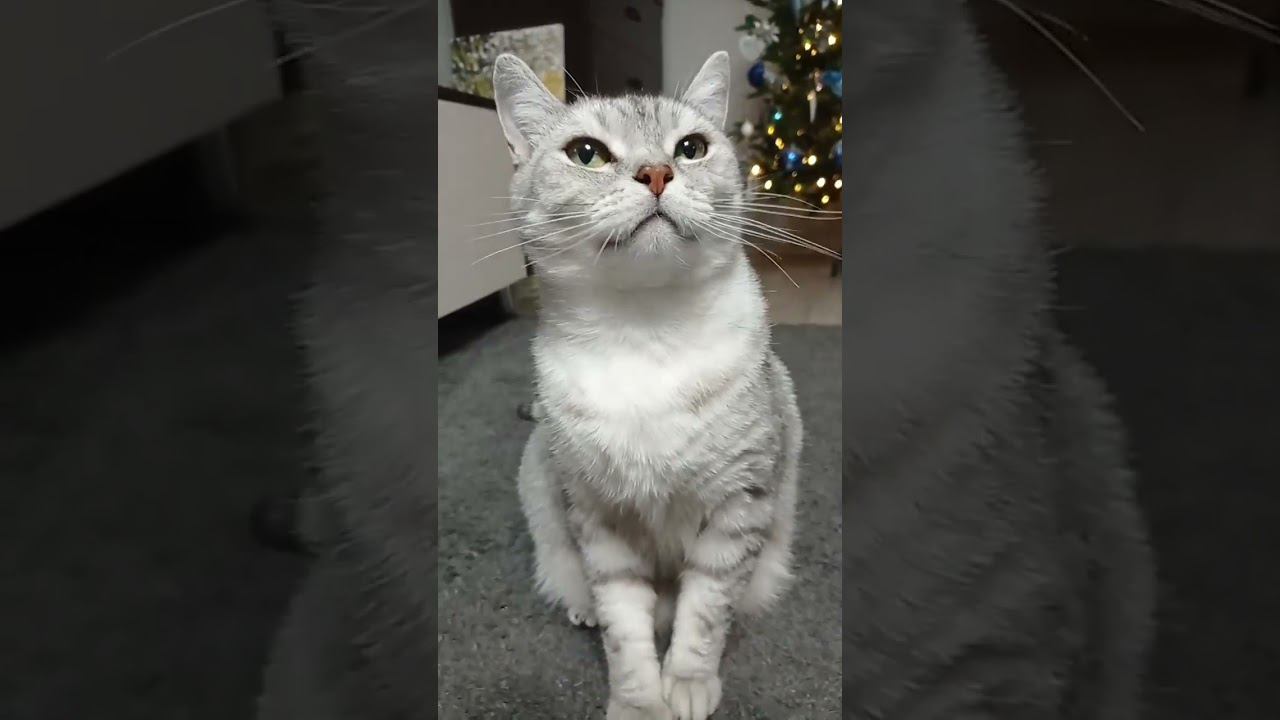 Спасешь котенка? #Shorts смотреть онлайн