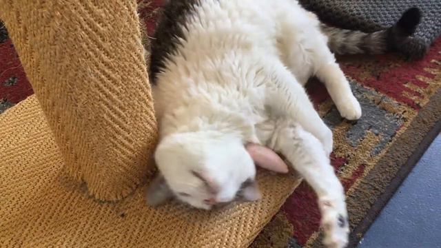 Feline fine on SILVERVINE смотреть онлайн