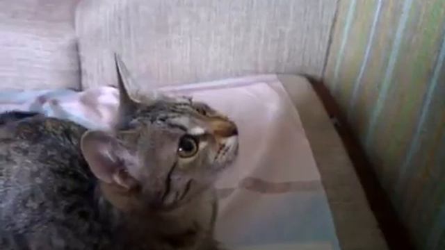 Кошка наблюдает за птицей смотреть онлайн