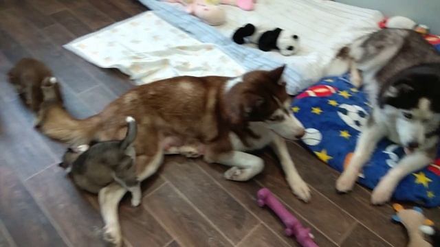 Хаски, 3 недели.mp4 смотреть онлайн