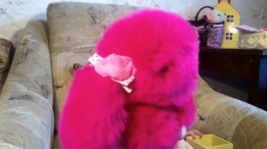 БРЕЛОК КРОЛИК ?Как я ухаживаю за моим пушистым кроликом. Обзор кролик брелок на сумку