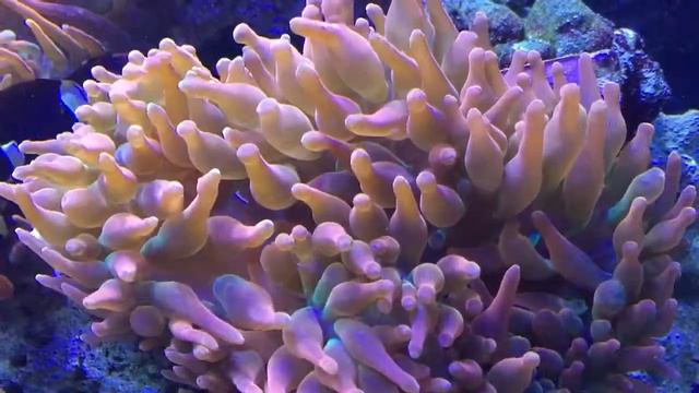 Rose bubble tip anemone bobbing along with female clown bei смотреть онлайн