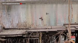 Кто сколько ставит чучел уток весной и как вы их располагаете?Посмотрите на живых!