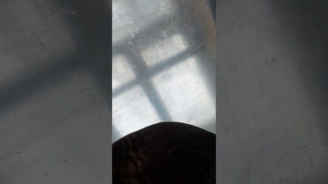 Жизнь в селе.Холодно. 18 января. Ветер 20 м.с.Индюки  не гуляют.