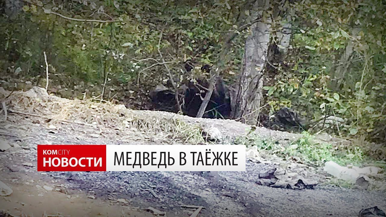 Медведь в Таёжке — 18 сент 2019 смотреть онлайн