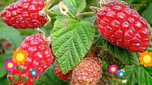 Малина обыкновенная Рубиновое ожерелье. Краткий обзор, описание характеристик Rubinovoe ozherele