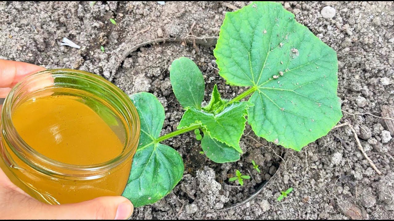 ЛЬЮ ЭТО ПОД ОГУРЦЫ, томаты, перцы и они прут как сумасшедшие, даже хилые и дохлые сразу заплодоносят смотреть онлайн