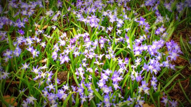 British Spring Blossoms - Clusters Of Blue & White Flowers In Garden #spring #flowers #gardening смотреть онлайн