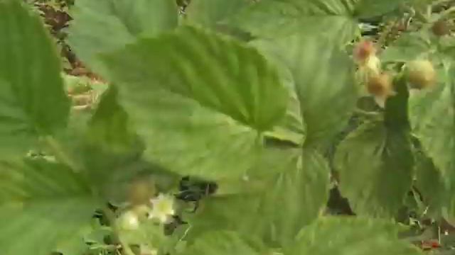 Ремонтантная Черная малина Найвот (Niwot) смотреть онлайн