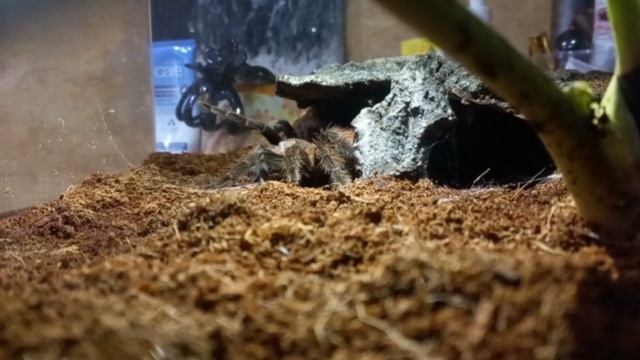 домашняя паучиха