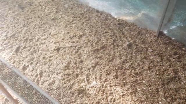 Ура ,первые яйца молодок!Как подселять индюшек!Индюки  голубые, лавандовые! Лакомство индюков.