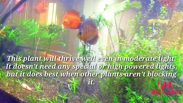 Aquarium Plant Guide|Bacopa Caroliniana смотреть онлайн