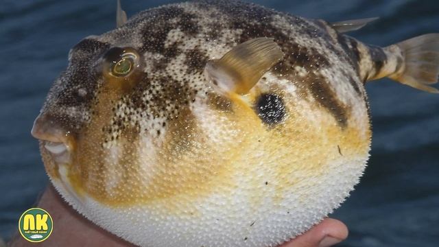 МИЛЫЕ, НО ОПАСНЫЕ! Самые Милые Животные, Которых Лучше не Трогать! Топ 10