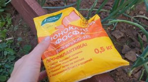 ОБЯЗАТЕЛЬНАЯ ПОДКОРМКА ЛУКА В ИЮНЕ🧅🧅🧅