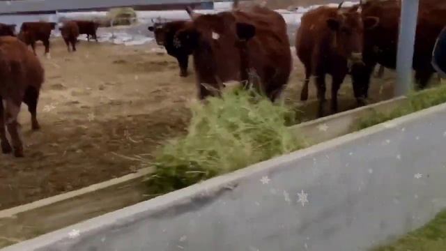 Свободный выгул крс калмыцкой породы зимой смотреть онлайн