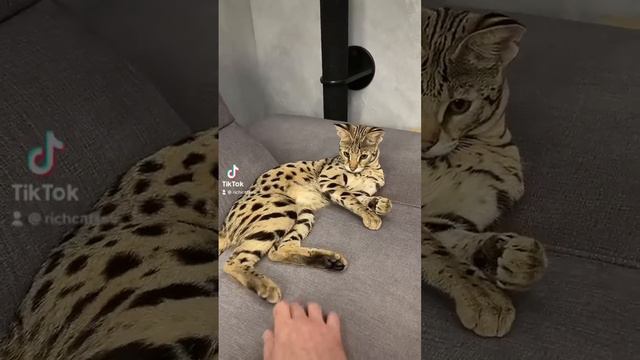 Кошка саванна ф1 savannah f1 😻🐆😺#savannahf1 #richcatsss смотреть онлайн