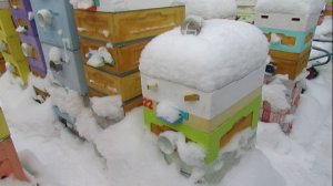 ответы на вопросы - зачем пчел в ульях ППУ и ППС убирать на зиму в зимовник