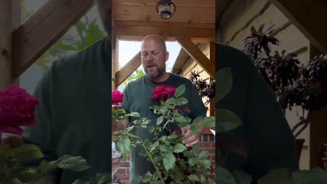 Personal Review Of Rose “ Gabriel Oak￼”from @david_austin_roses #gardenerben ￼