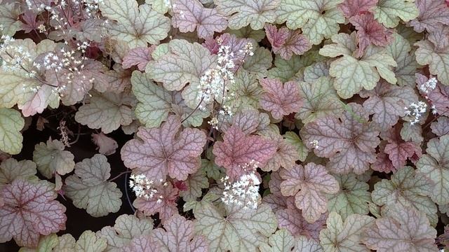 Гейхера. Все самое важное, что необходимо знать о выращивании и уходе за гейхерами в открытом грунт смотреть онлайн