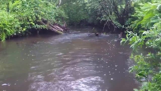 Короткая нимфа на ручьях. Техника ловли форели и хариуса. Polish Nymphing/Czech Nymphing