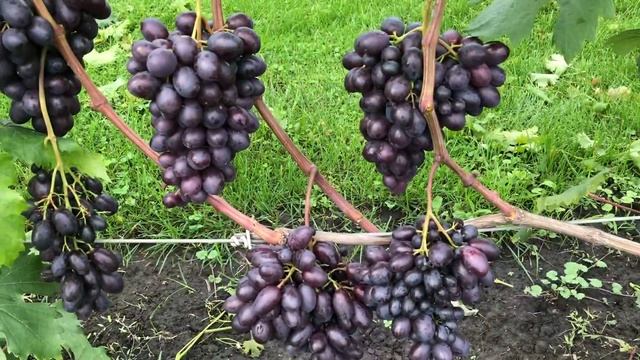 Виноград Каталония в Беларуси (28.08.21) смотреть онлайн