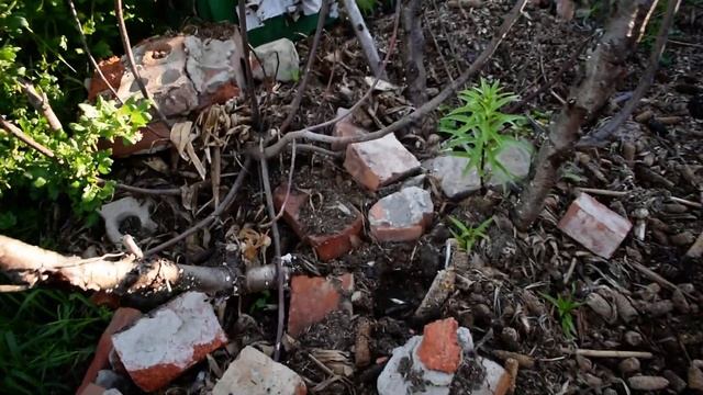 Инжир в открытом грунте средней полосы.)Как?) смотреть онлайн