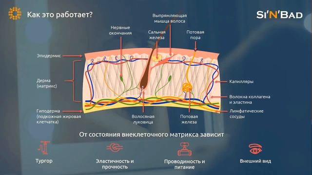 Преимущества шампуня Sinbad Аврора