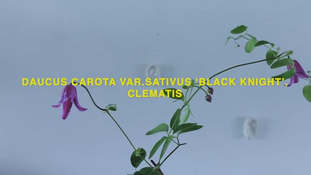 Today’s Flower 72 DAUCUS CAROTA VAR.SATIVUS ‘BLACK KNIGHT’ , CLEMATIS by MAG BY LOUISE смотреть онлайн