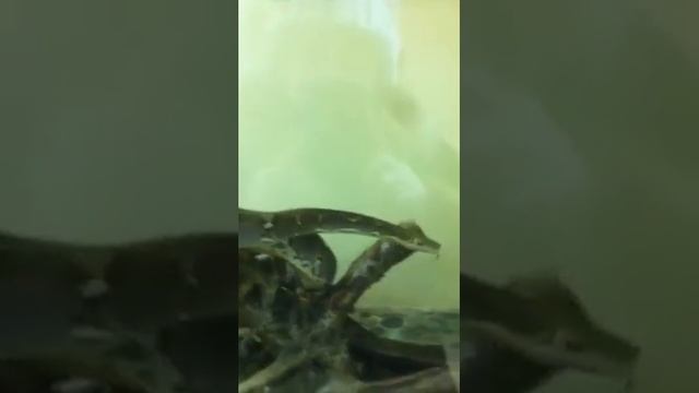 Видео про питона смотреть онлайн