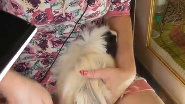 ЛенаСвино день часть 2/Стрижка ногтей свинке/как стричь ногти морским свинкам смотреть онлайн