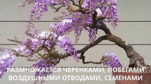 Бонсай глициния