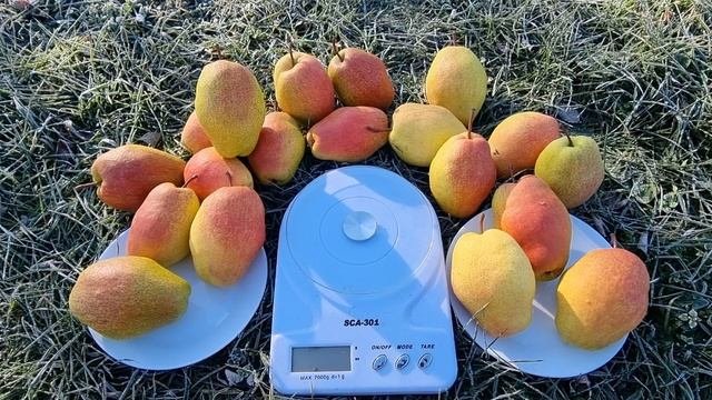 ГРУША КИРГИЗСКАЯ ЗИМНЯЯ / ЗИМНИЕ СОРТА ГРУШИ