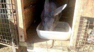 РАЗВЕДЕНИЕ КРОЛИКОВ С НУЛЯ/ КРОЛИКОВОДСТВО