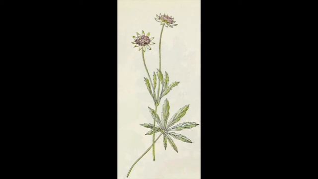 Astrantia Major, especie protegida, beneficios y propiedades, #41 смотреть онлайн
